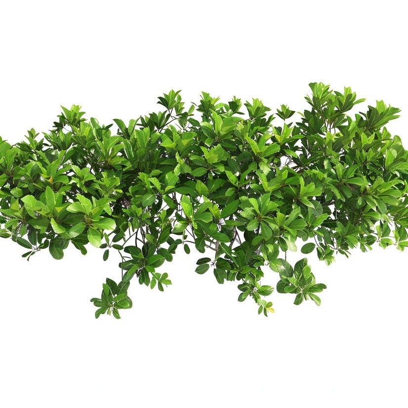 Wild Spirit: Animal Portrait Woodblock Print